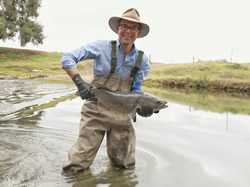 DPI fisheries team put fish in water