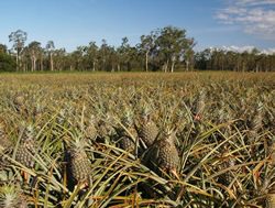 Farmers sow seeds for new crop rules