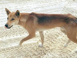 QPWS warning after K’gari dingo attack