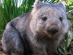 Endangered wombat making a comeback