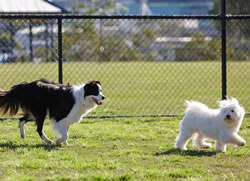 Upgraded dog parks to get more bite