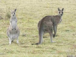 Kangaroos in firing line as cull begins