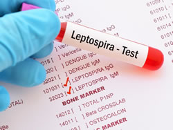 Leptospirosis proving popular with bacteria