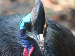 DES swoops on cassowary dangers