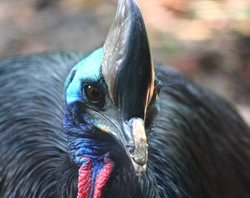 DES swoops on cassowary dangers
