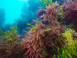 Researchers develop seaweed jelly: But what are the applications?