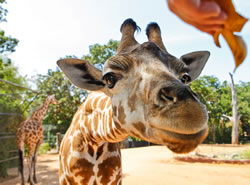 Masterplan on show at Perth Zoo