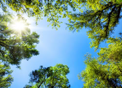 City’s cool shades grow on trees