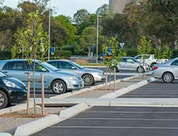 Parked car shades to grow on trees