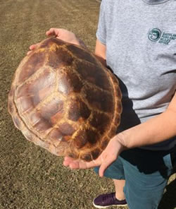 DES shines law lights on animal remains