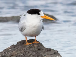 Endangered birds draw line in the sand