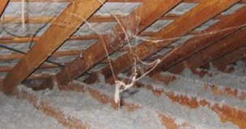 Loose fill asbestos buyback program to continue