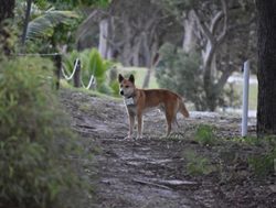 Dingoes collared to keep track movements