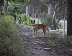 Dingoes collared to keep track movements