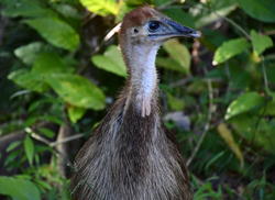 Injured cassowary chick on the mend