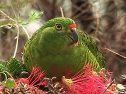 Endangered parrot given new territory