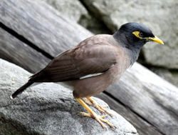 No welcome nest for Myna bird pest