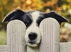 Australia Post sinks teeth into dog attacks