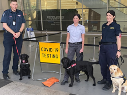 Dog trials to prove early virus detection