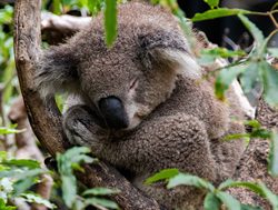 Comment invited on Koala recovery plan