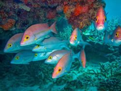 No barrier for school reef excursions