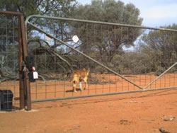 Wild dog squawkers a howling success