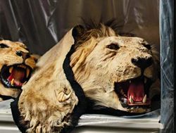Canberra’s stuffed wildlife sent to museum