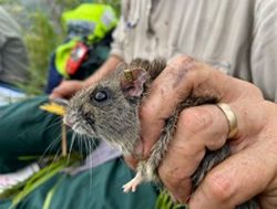 Bushfire recovery reveals rare mice