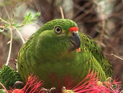 DES swoops in to protect rare parrot