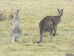 Parks reopen after kangaroo cull