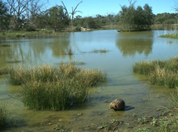 Water level rise a boost to river health