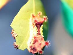 Aussie caterpillar’s venom has medicinal possibilities