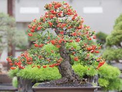 Stamp of approval for Arboretum bonsai