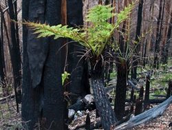 Review finds bushfire recovery on track