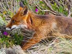 Bounty scheme puts fox in farmers’ sights