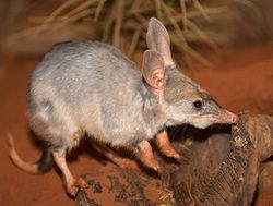 Bilbies booming in national park