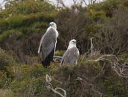 Protected birds come to DEW’s census