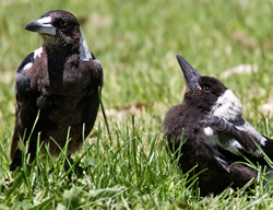 DEW swoops out with magpie warning