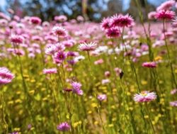 Blooming wildflowers in full for festival