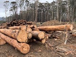 No trees: More fire