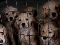 New laws tighten the leash on puppy farms