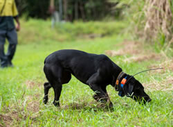 Sniffer dogs get crazy ants out of their trees