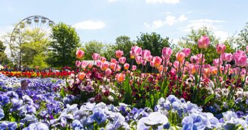 Cancellation of Floriade 2021 is more than a floral setback
