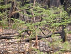 Rain to dampen summer fire fears