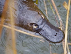 Citizen scientists invited to Platypus party