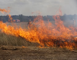 Wet weather to warm up grassfire risk