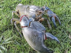 Scientists net yabby after 15 years