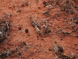 Spring call to put the bite on locusts