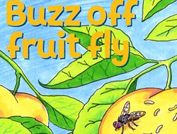 Fruit flies wing it for time in schools