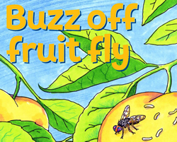 Fruit flies wing it for time in schools